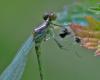 Erythromma viridulum